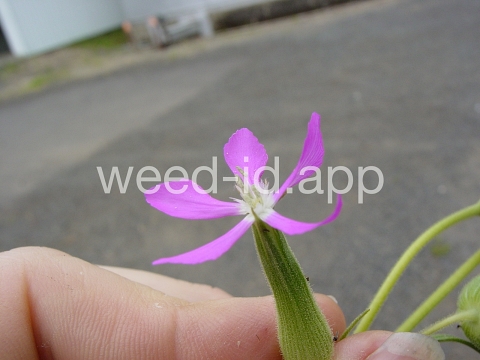 catchfly, cone